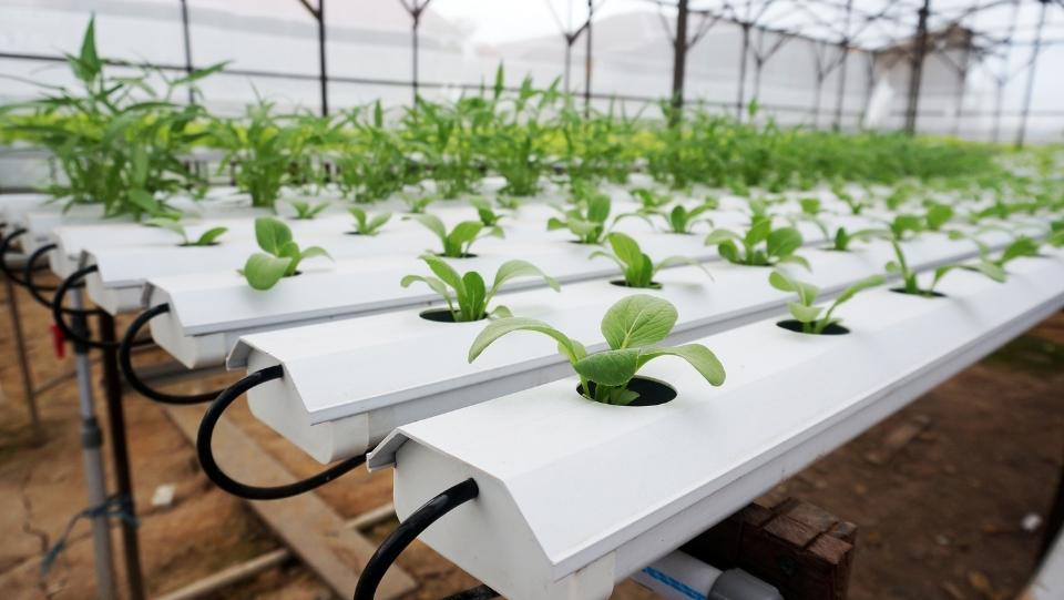 Are Hydroponic Nutrients Safe