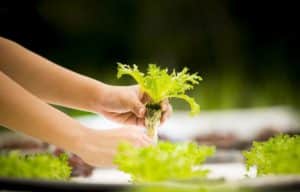 Can Hydroponic Plants Be Transplanted To Soil