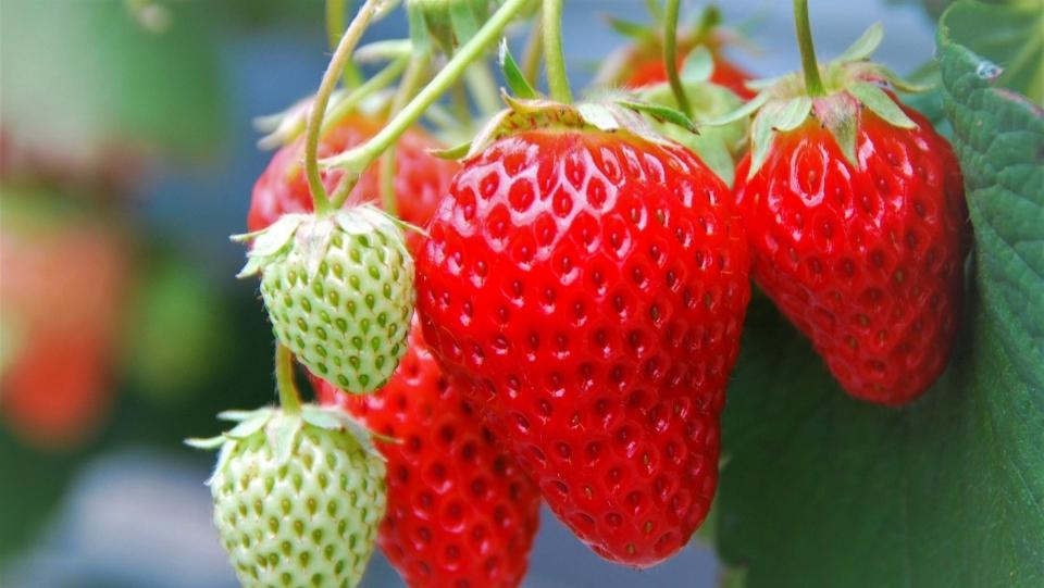 Do Hydroponic Strawberries Taste Different?