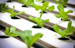 How Often To Water Hydroponic Plants