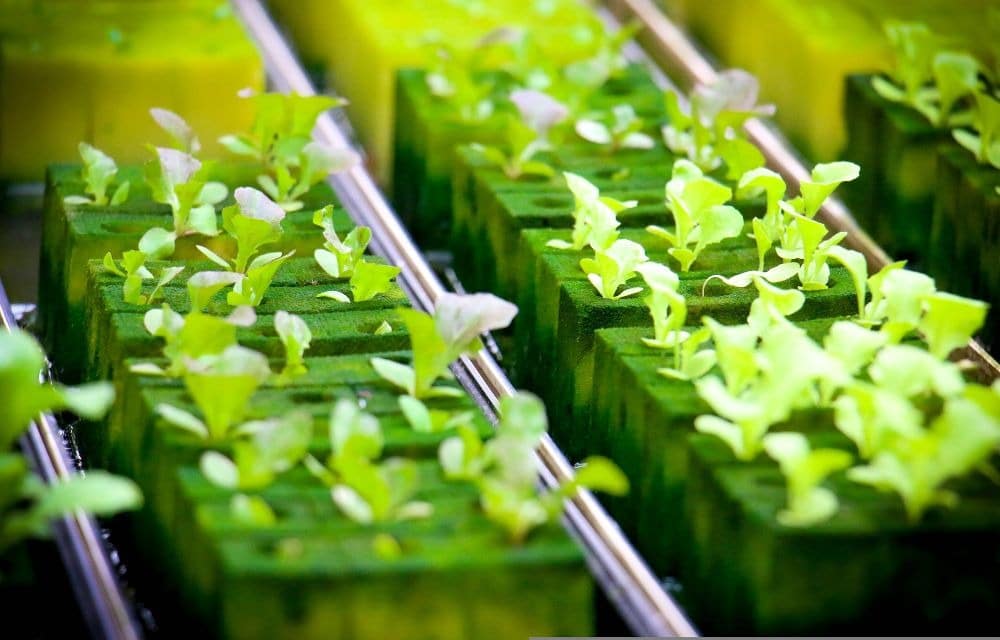 How To Start Hydroponic Seeds