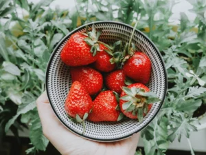 Hydroponic Strawberries Organic