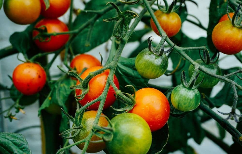 What Are Hydroponic Tomatoes