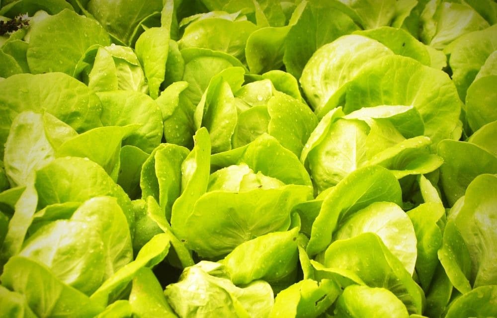What Is Hydroponic Lettuce