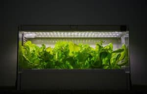 Which Type Of Hydroponics Is Best