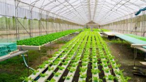 Why Is The Use Of Hydroponics Farming Most Likely Going To Increase In The Future