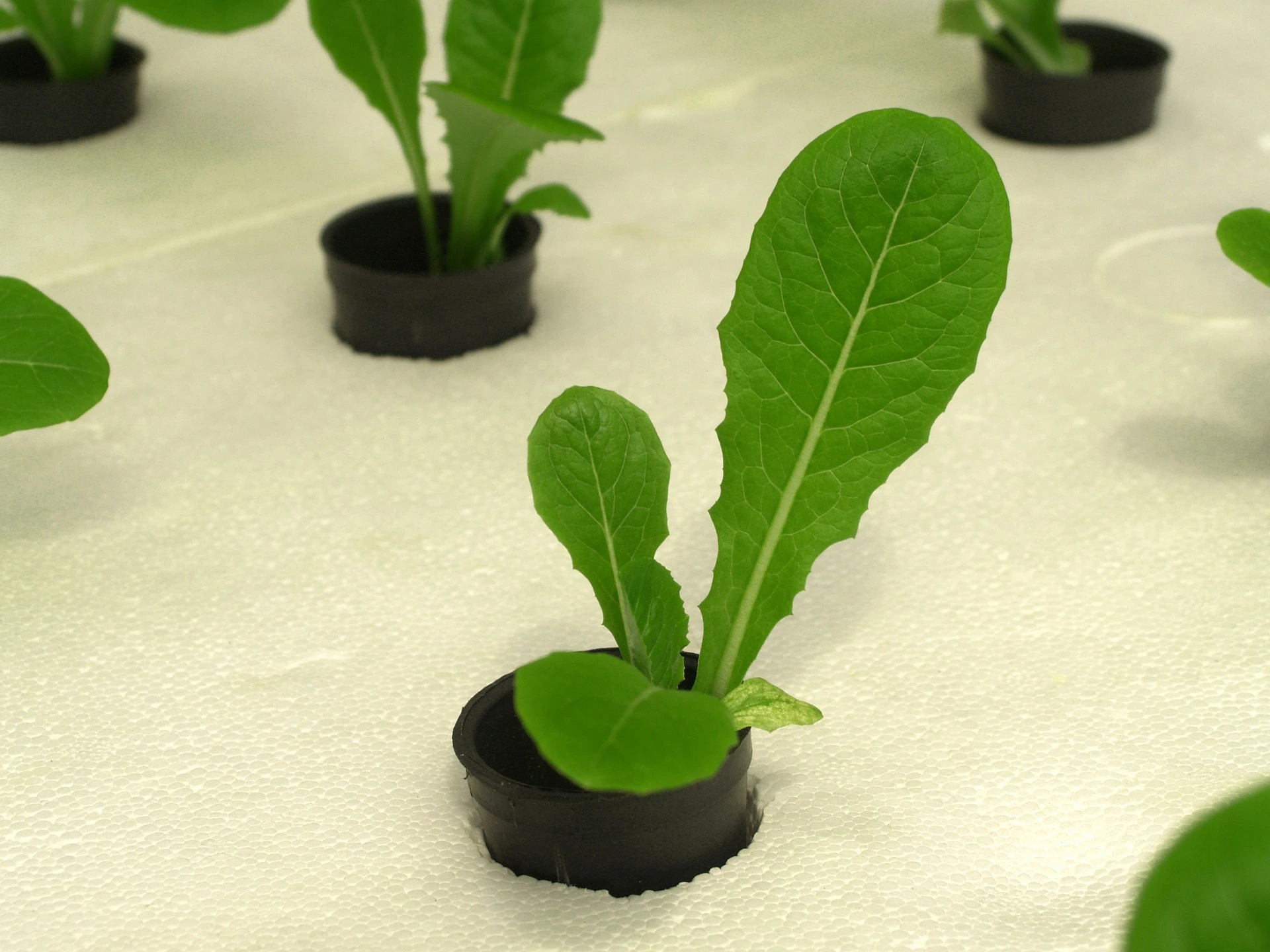 Can You Use General Hydroponics In Soil