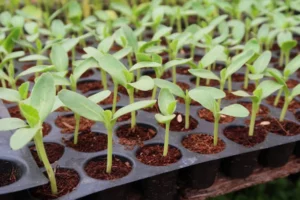 Hydroponic Plants Be Planted In Soil
