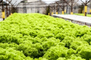 Can You Regrow Hydroponic Lettuce