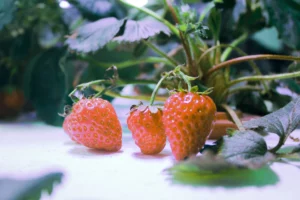 Do Hydroponic Strawberries Have Pesticides